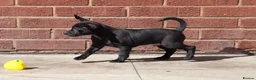 Mexican Hairless dogs for sale: Mini size litter 2 naked boys 1 coated. - Advert 7