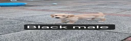 Golden Retriever dogs for sale: Beautiful golden retrivers - Advert 12