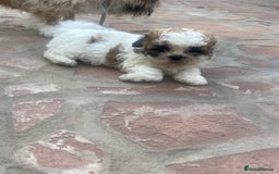 Shih Tzu dogs for sale: 1 beautiful shihtzu puppy  - Image 10