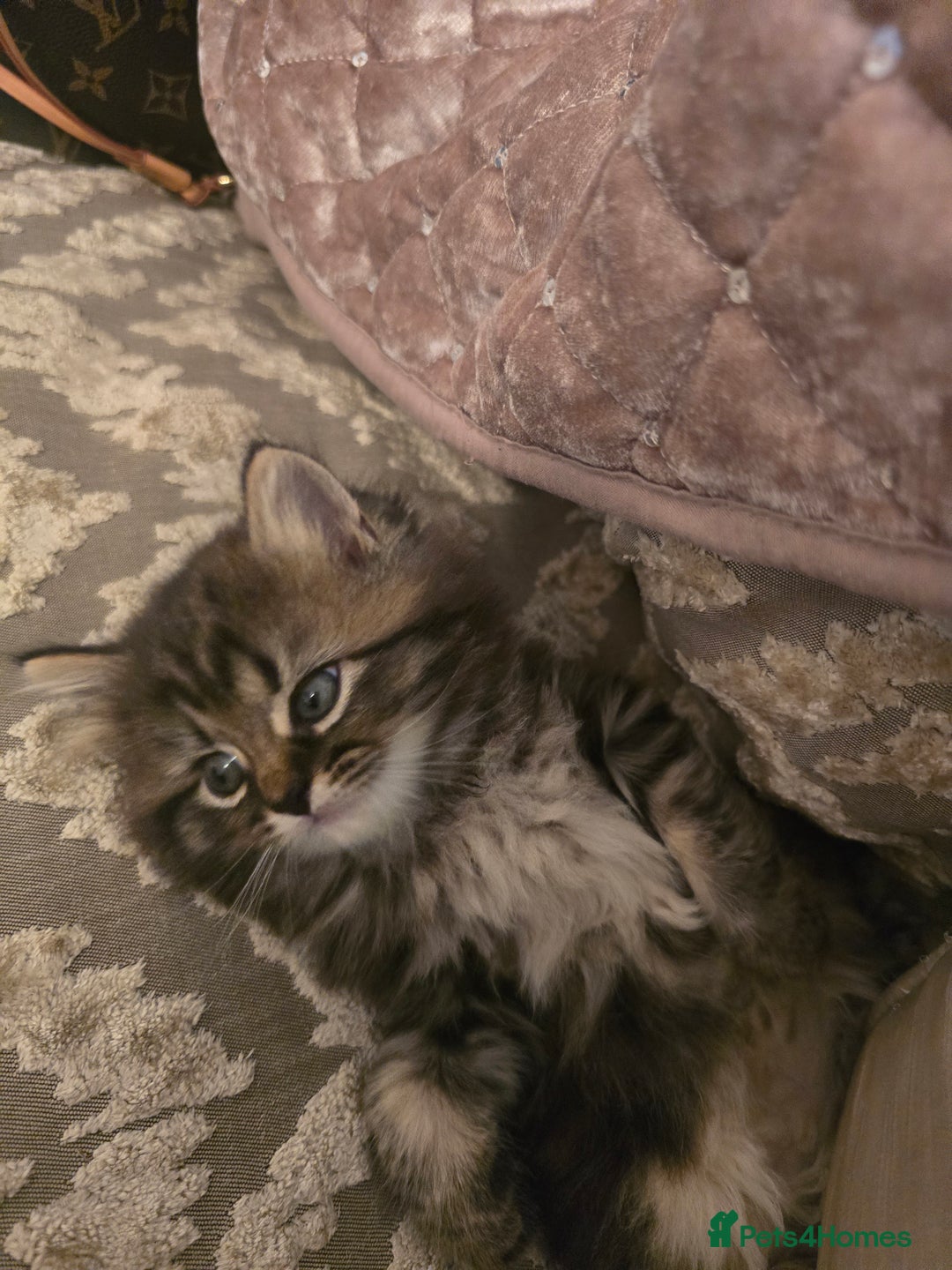Siberian cats for sale: Siberian cross kitten - Image 6