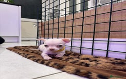Chihuahua dogs for sale: 🐶 tiny chihuahua pups - Image 9