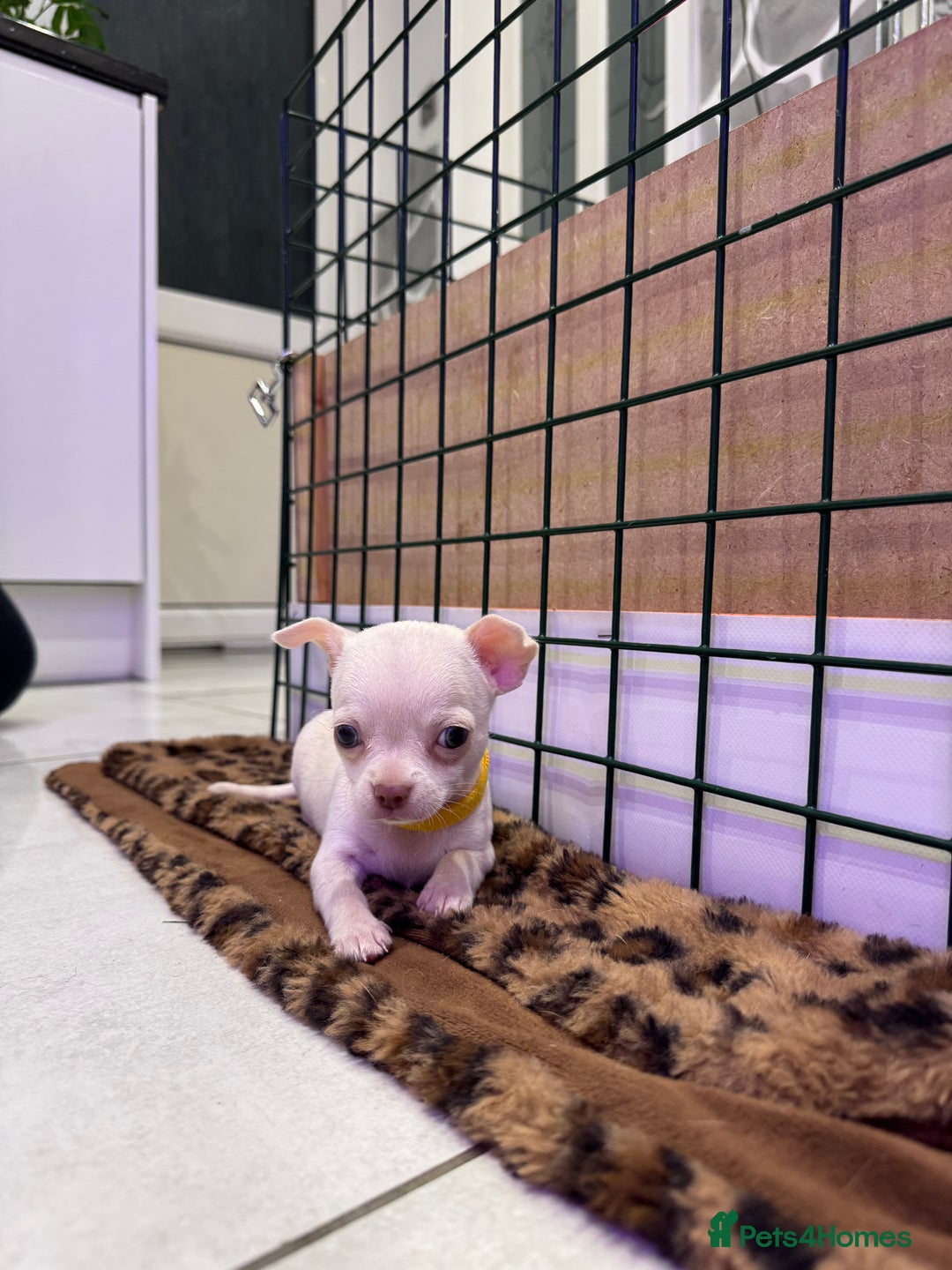 Chihuahua dogs for sale: 🐶 tiny chihuahua pups - Image 9