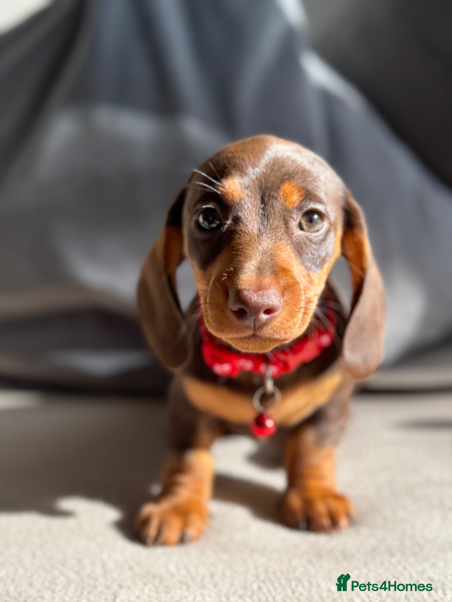 Miniature Dachshund dogs Adorable tiny puppies  - Advert 2
