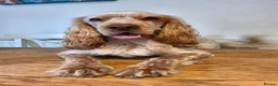 Cocker Spaniel dogs for stud: Cocker spaniel show for stud - Advert 3