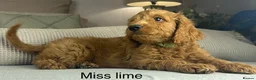 Labradoodle dogs for sale: INSTAGRAM. “OAKWELL RETRIEVERS” HEALTHY HOUNDS - Advert 3