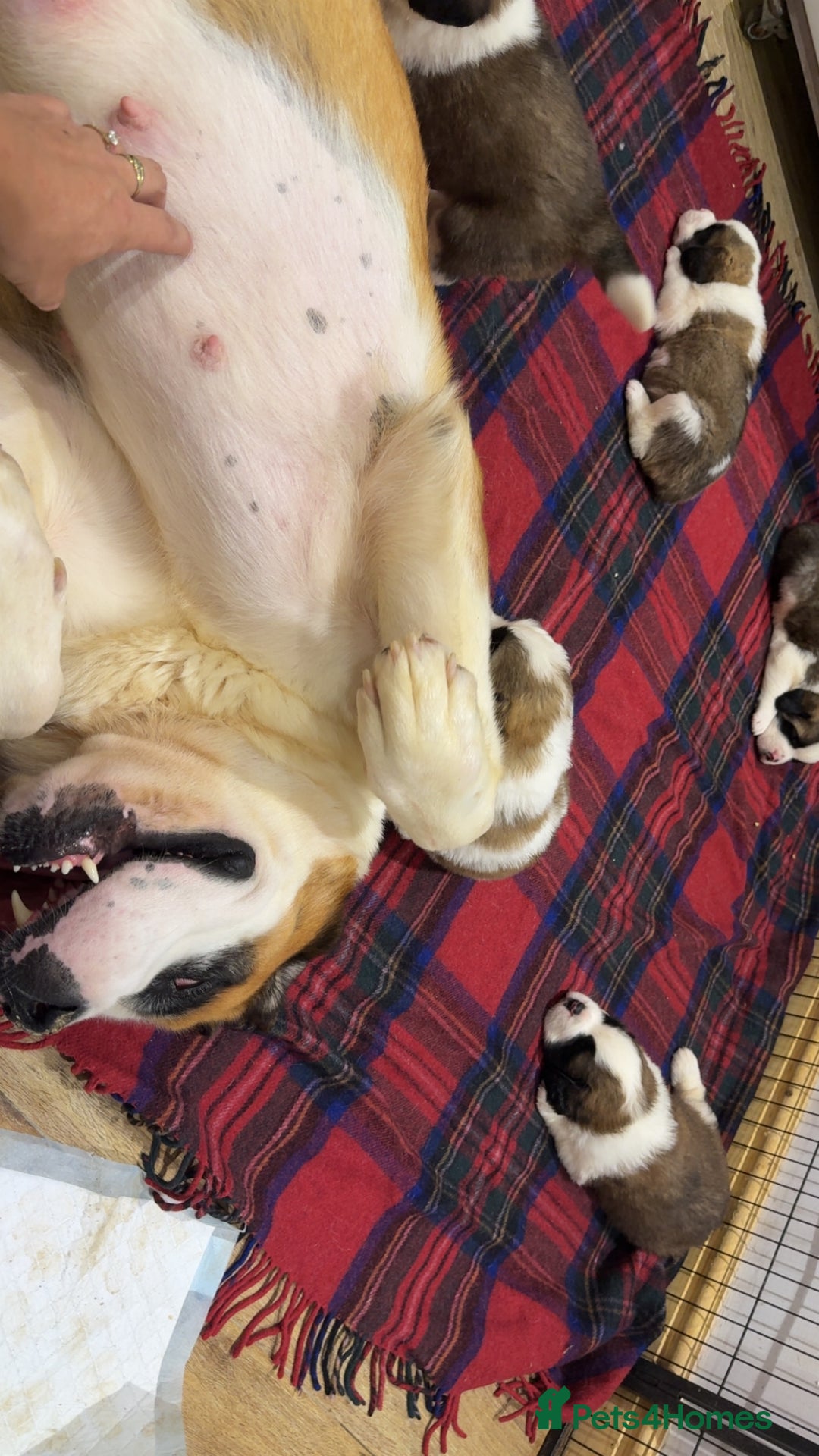 Saint Bernard dogs for sale: Outstanding chunky Saint Bernard puppies for sale - Image 20