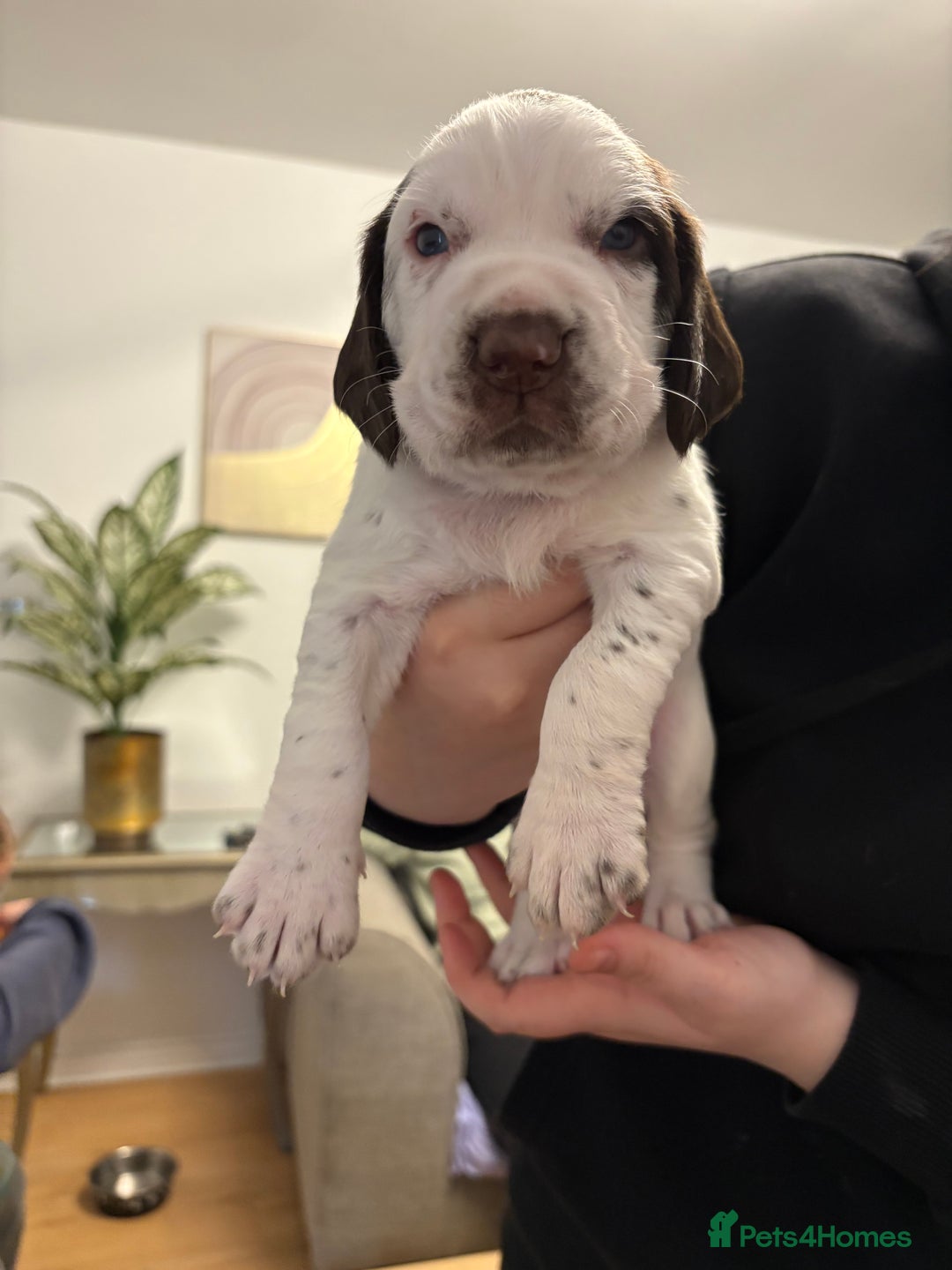 Mixed Breed dogs for sale: Sprockers cross  - Image 14