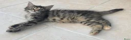 Mixed Breed cats for sale: Litter of 6 kittens ready to go to new homes! in Colchester - Advert 17
