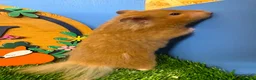 Hamster rodents for sale: Syrian Hamster Female Girl  - Advert 2