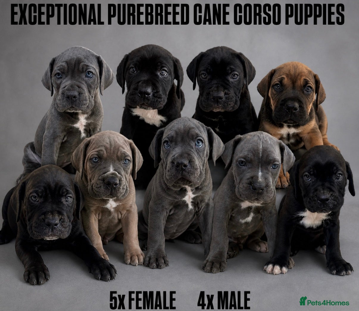 Cane Corso dogs 9 Purebred Cane Corso Puppies - Advert 1