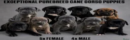 Cane Corso dogs for sale: 9 Purebred Cane Corso Puppies in Pudsey - Advert 1