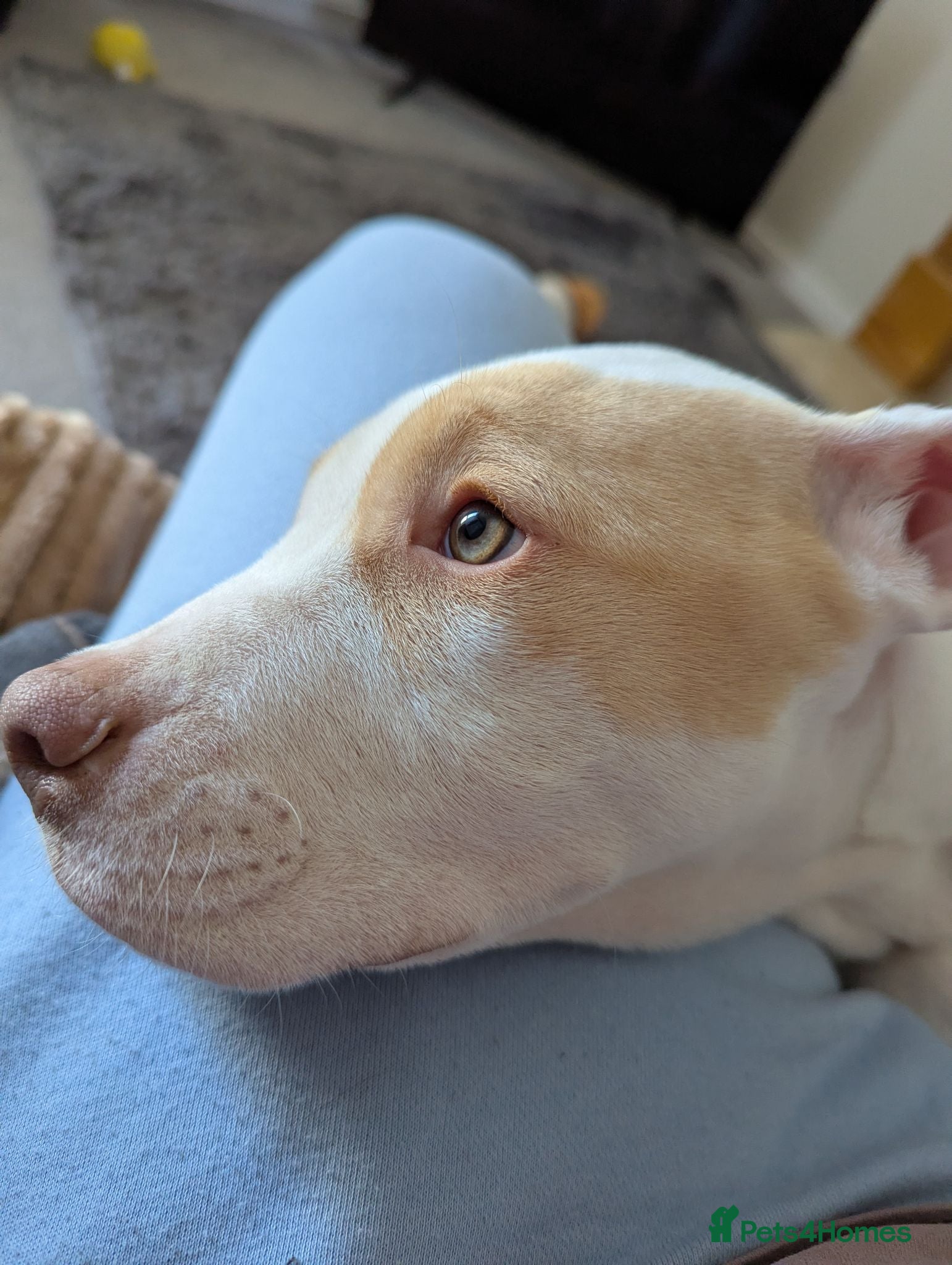 American Bulldog dogs Female American Bulldog x Staffy for Sale - Advert 1