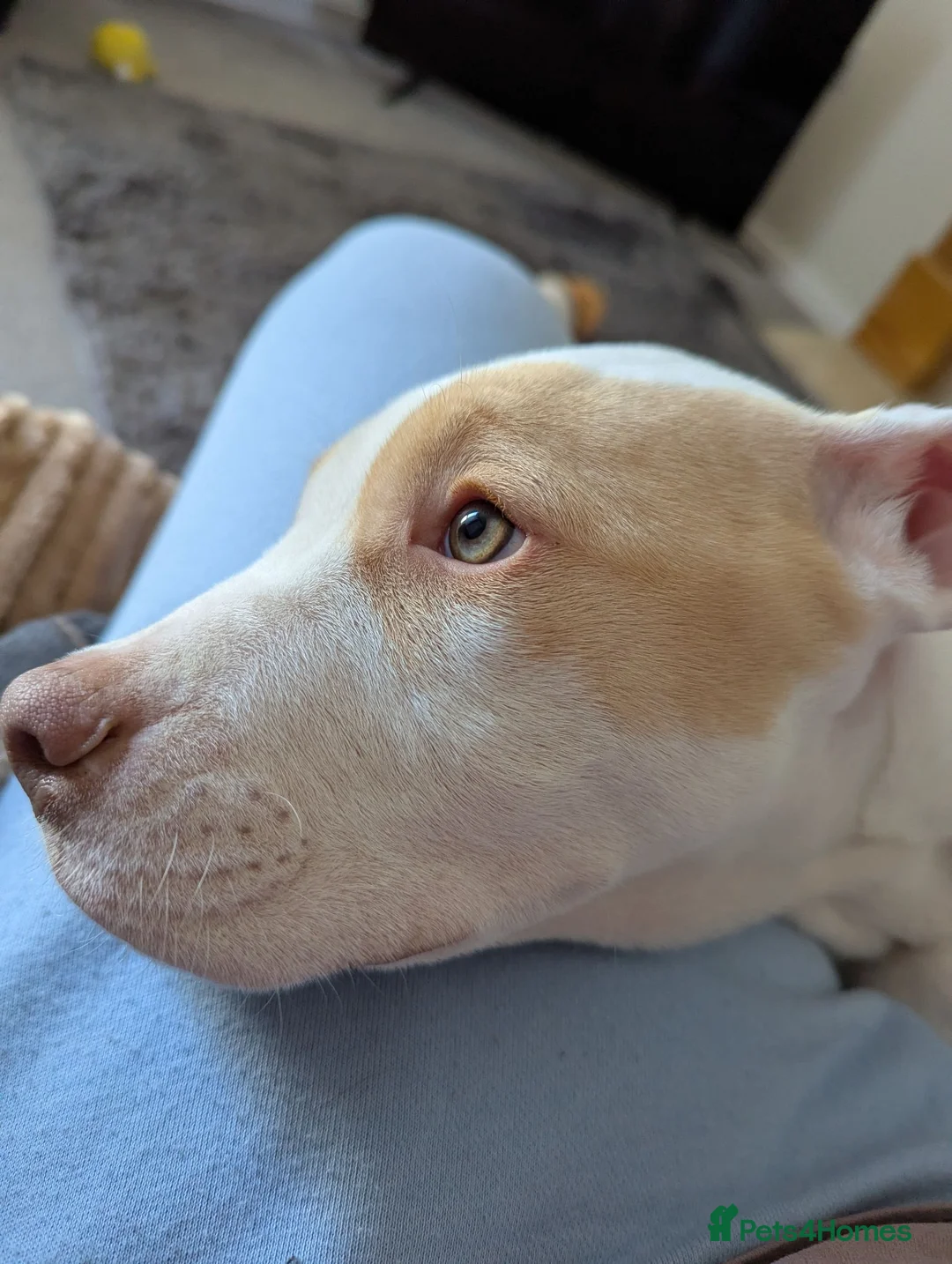American Bulldog dogs for sale: Female American Bulldog x Staffy for Sale - Advert 1
