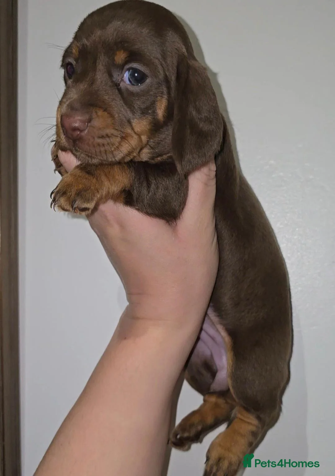 Miniature Dachshund dogs for sale: Chocolate/Tan Mini Dachshunds, Long Haired/Dapple - Advert 23