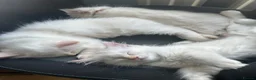 Ragdoll cats for sale: Ragdolls available - Advert 25