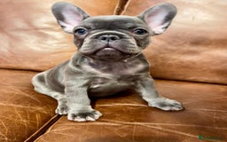 French Bulldog dogs for sale: French Bulldog 3 Boys and 3 girls  - Image 31