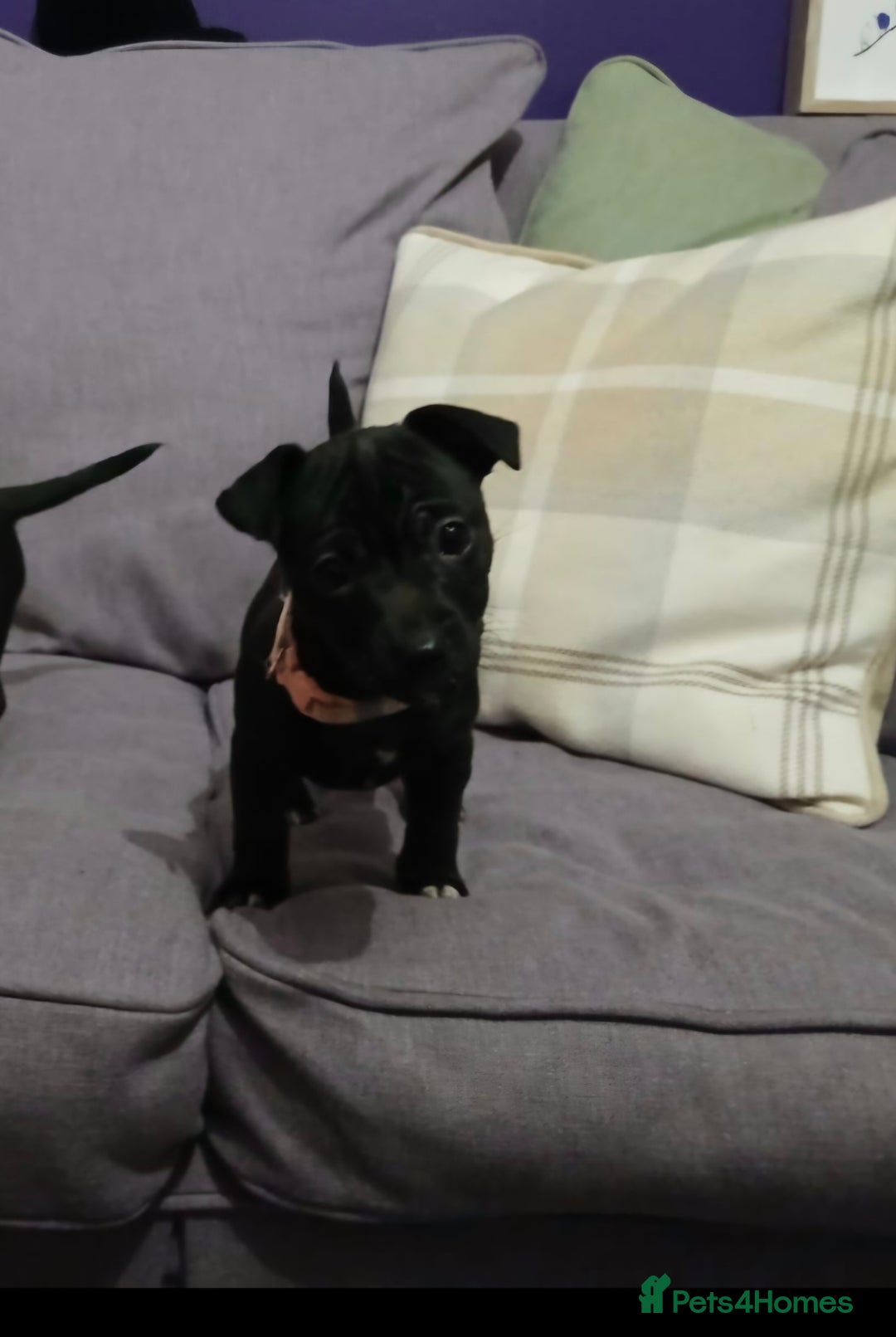 Jack Russell dogs for sale: Minature Jack Russell puppies - Advert 4