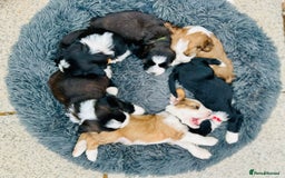 Tibetan Terrier dogs for stud: Araki Fabulous Fergus proven stud only NFS  in Grange-over-Sands - Image 22