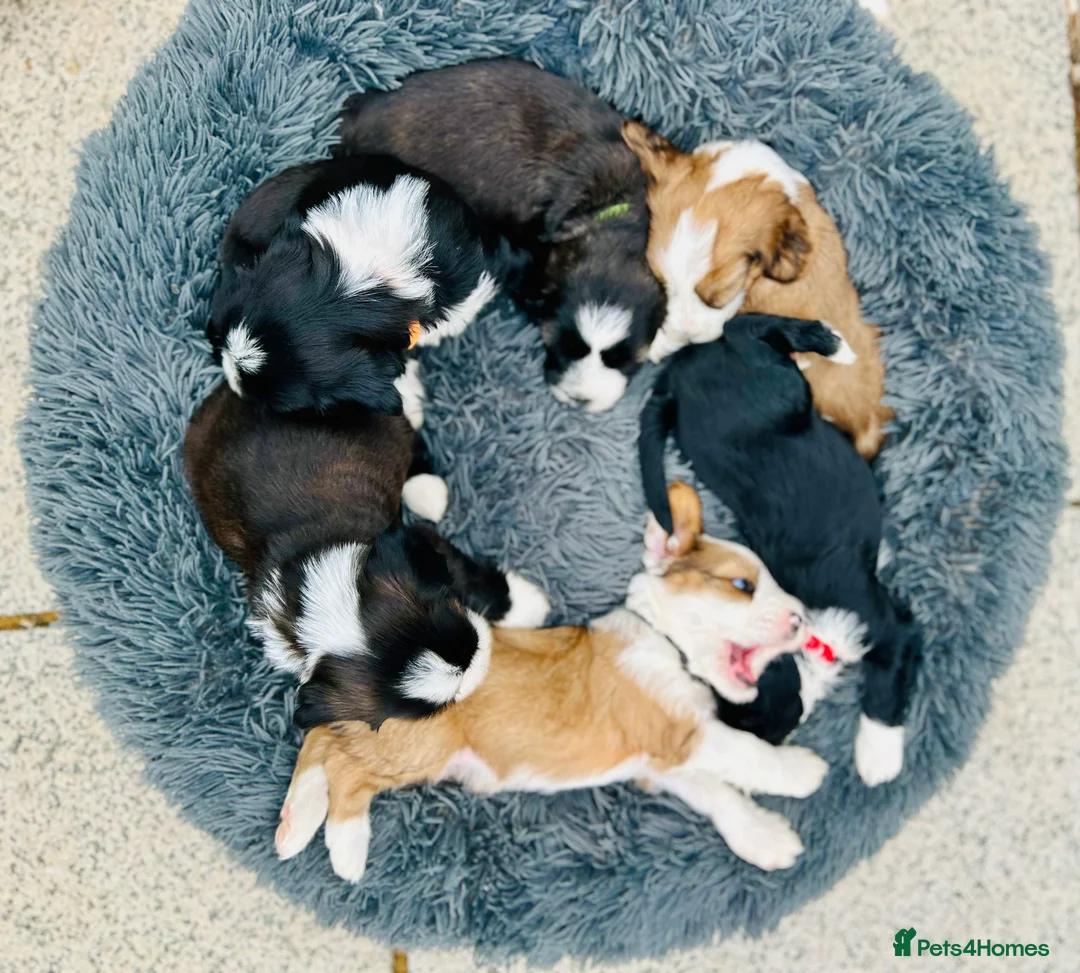 Tibetan Terrier dogs for stud: Araki Fabulous Fergus Extensive Health Tests  - Advert 22