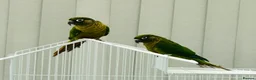Conures birds for sale: Maroonbellied Breeding Pair  - Advert 6