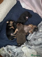 Jack Russell dogs - Advert 13