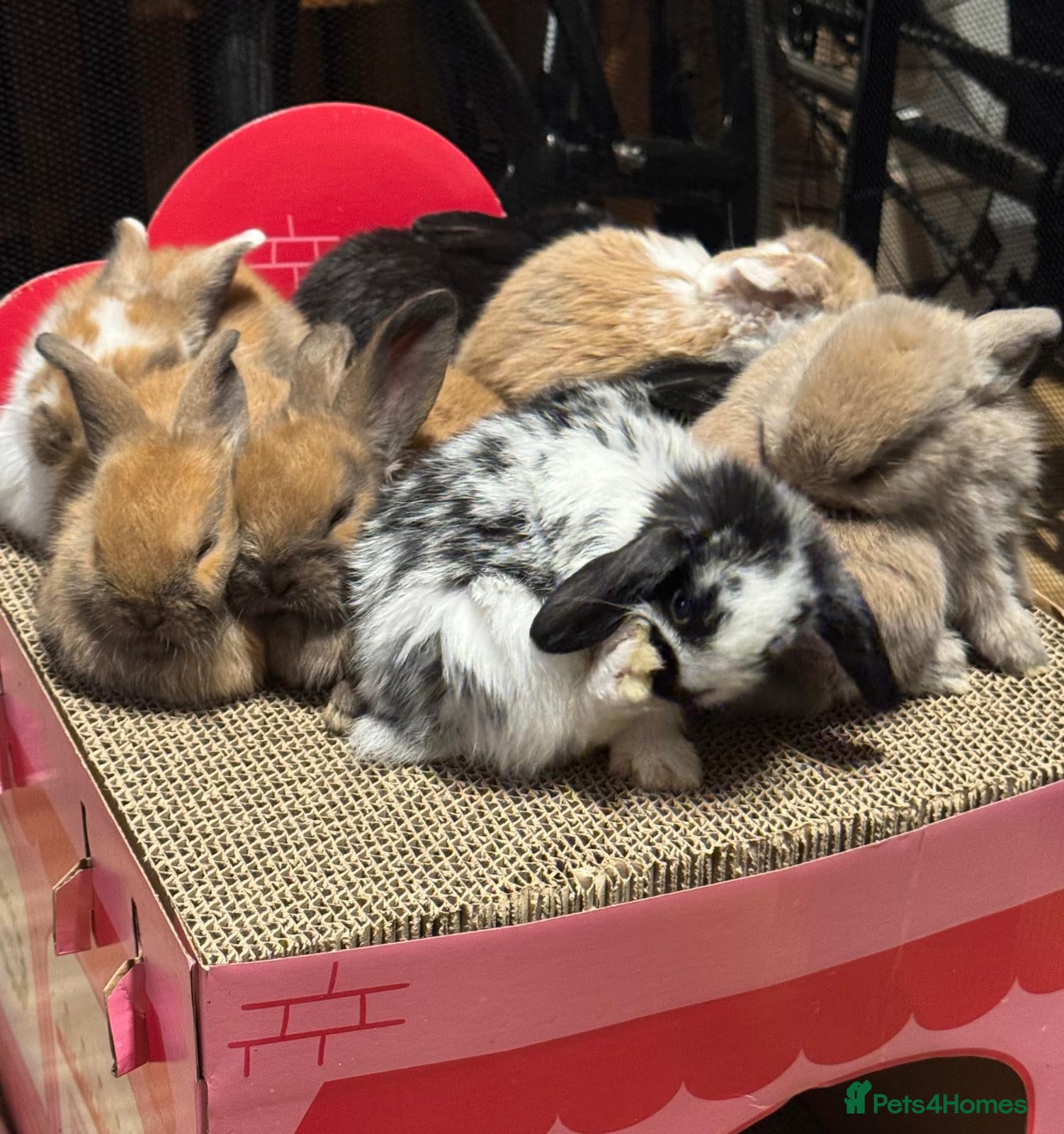 Mini Lop rabbits Beautiful Mini Lop Bunnies - Mixed Colors - Advert 1