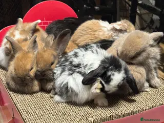 Mini Lop rabbits Beautiful Mini Lop Bunnies - Mixed Colors - Advert 1