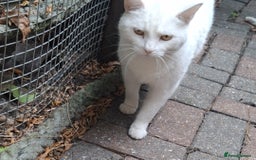Domestic Shorthair cats for sale: Two 3 year old cats for sale - Image 11