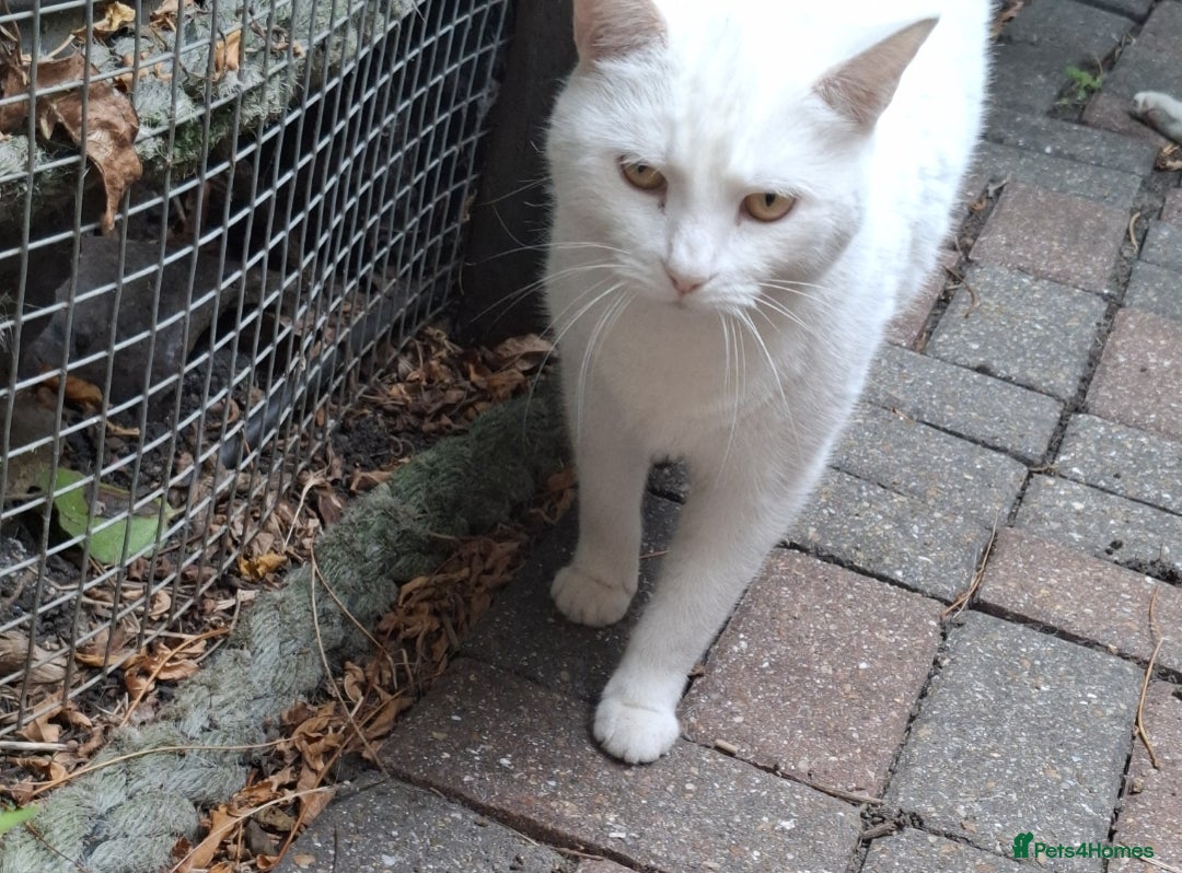 Domestic Shorthair cats for sale: Two 3 year old cats for sale - Image 11