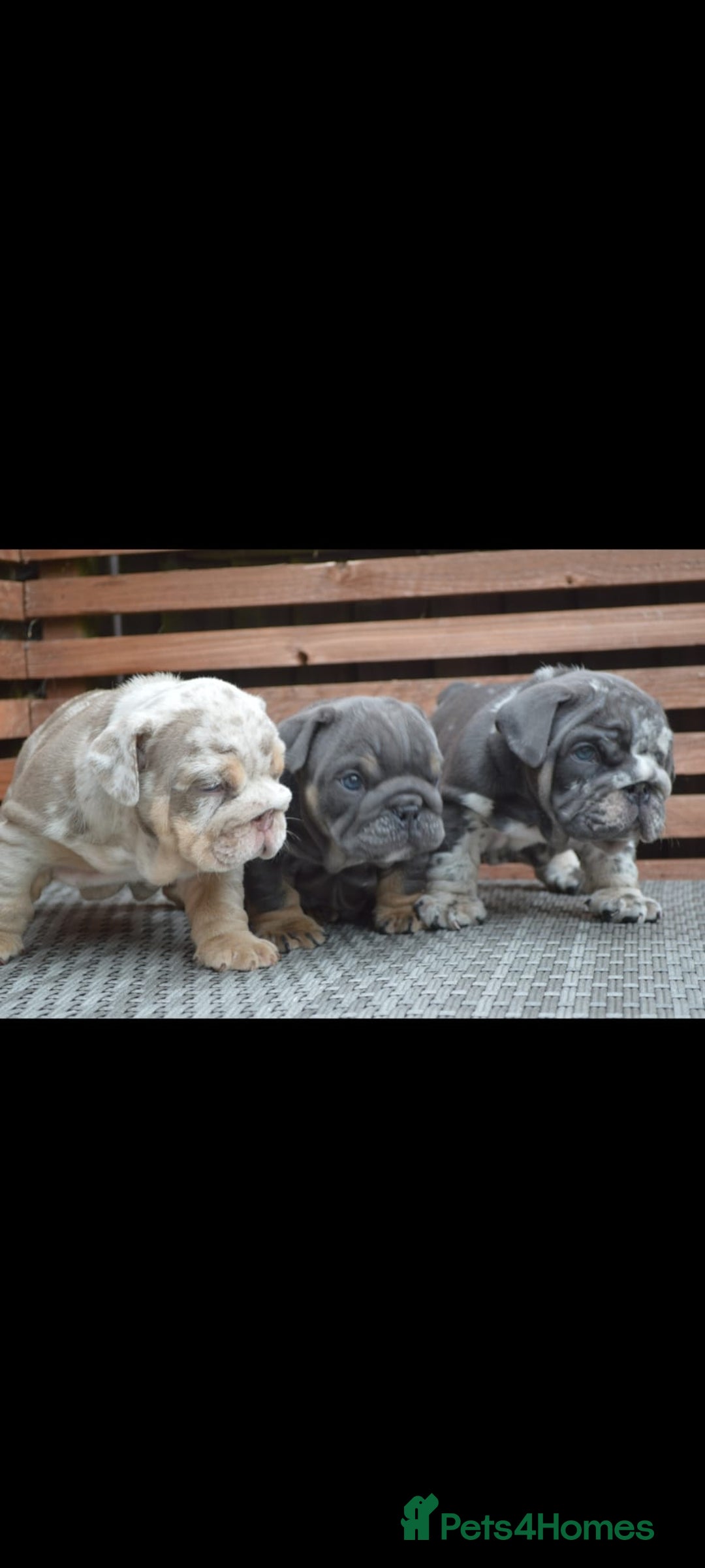 English Bulldog dogs for sale: Outstanding English bulldog puppies  - Image 6