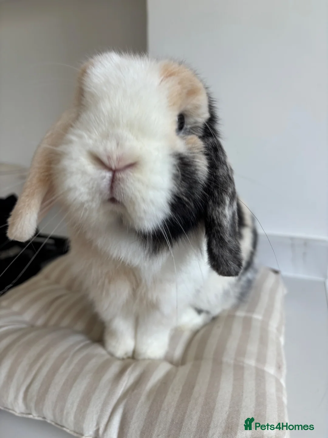 Mini Lop rabbits for sale: Gorgeous mini lop doe  - Advert 3
