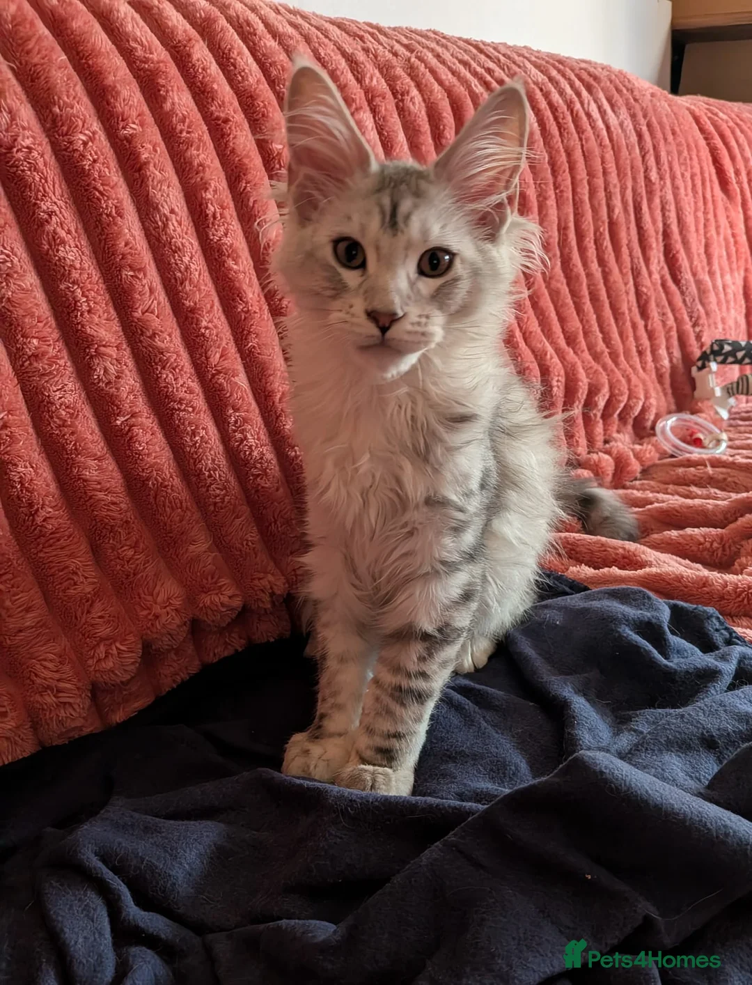 Maine Coon cats for sale: Maine coon pedigree male can be  breeding rights  in Ipswich - Advert 2