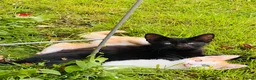 Mixed Breed cats for sale: Beautiful Playful  Kitten Ready for Loving Home - Advert 2