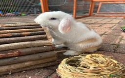 Mini Lop rabbits for sale: Two male mini lop rabbits looking for forever home - Advert 12