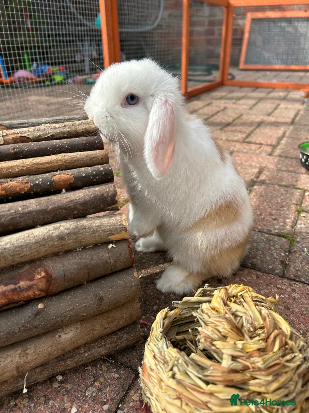 Mini Lop rabbits for sale: Two male mini lop rabbits looking for forever home - Advert 12