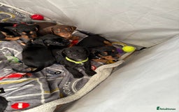 Mixed Breed dogs for sale: Docker Puppies For Sale🐶 - Image 9