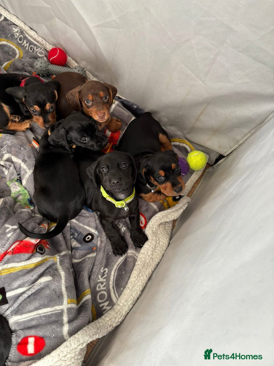 Mixed Breed dogs for sale: Docker Puppies For Sale🐶 - Image 9