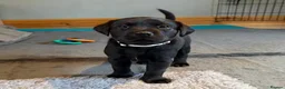 Labrador Retriever dogs for sale: Beautiful KC Labrador Puppies – FTCh Lines - Advert 4