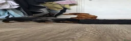 Miniature Dachshund dogs for sale: Miniature daschound REDUCED ££650££ - Advert 13