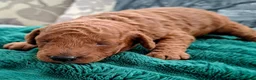 Miniature Poodle dogs for sale: KC MINIATURE POODLES  - Advert 5