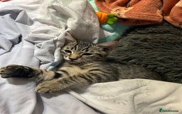 Domestic Shorthair cats for sale: Kittens - Image 20
