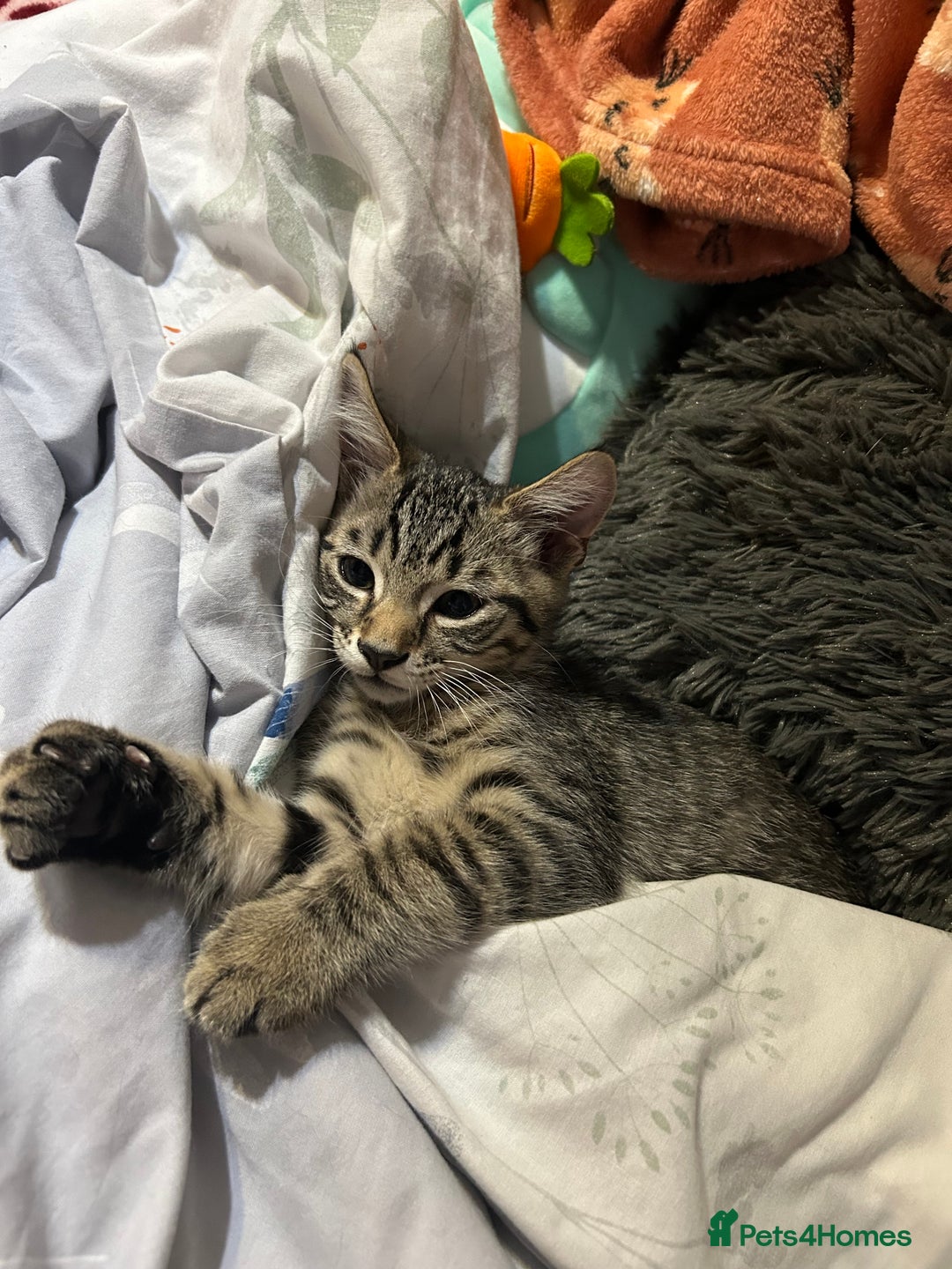 Domestic Shorthair cats for sale: Kittens - Image 20