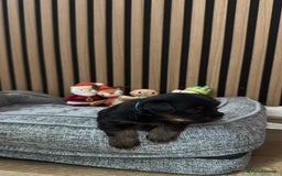 Yorkshire Terrier dogs for sale: 🐶Yorkshire terrier puppies for sale🐶 - Advert 7