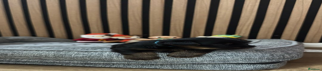 Yorkshire Terrier Puppy (blue)