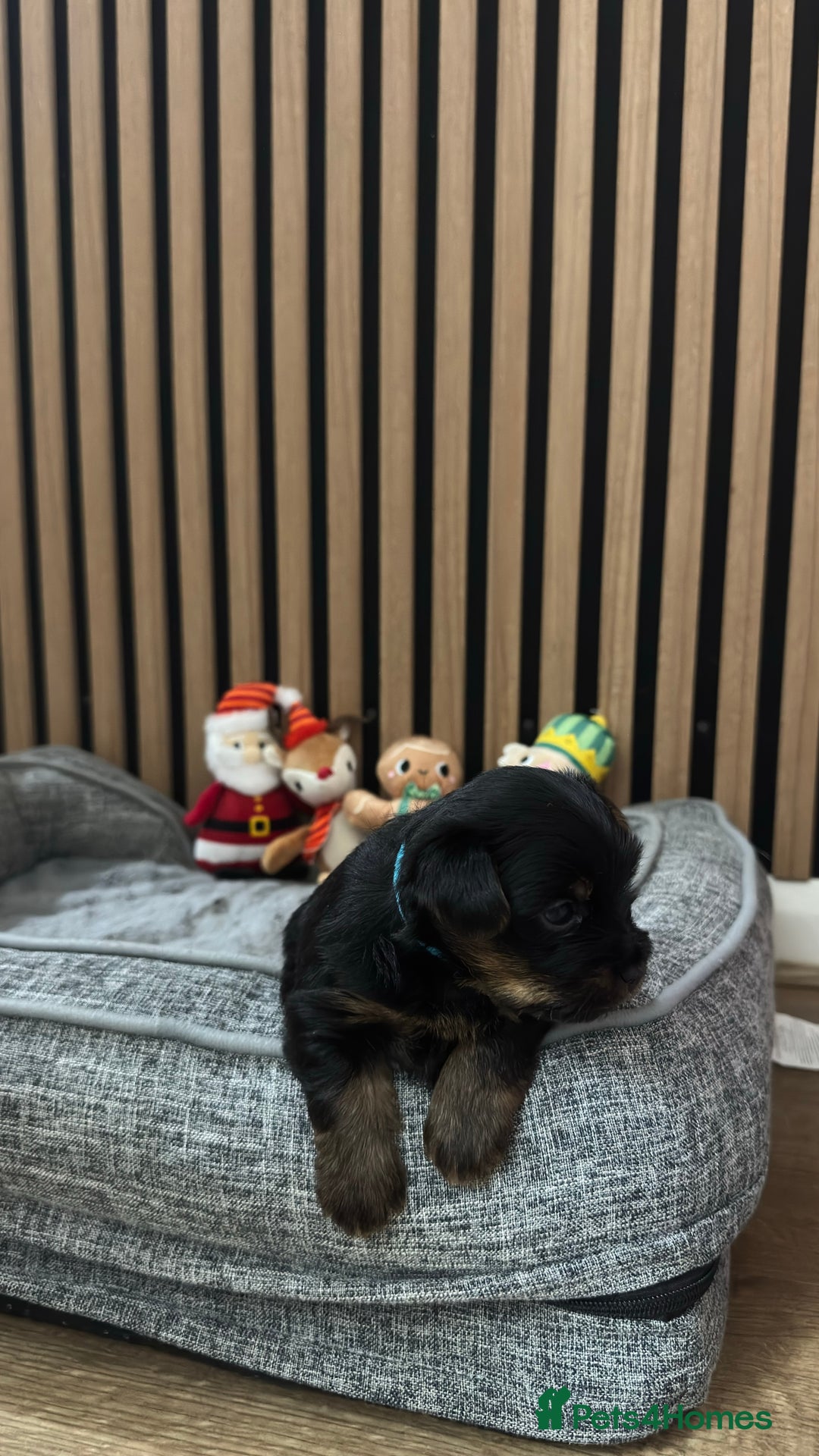 Yorkshire Terrier dogs for sale: 🐶Yorkshire terrier puppies for sale🐶 - Advert 7