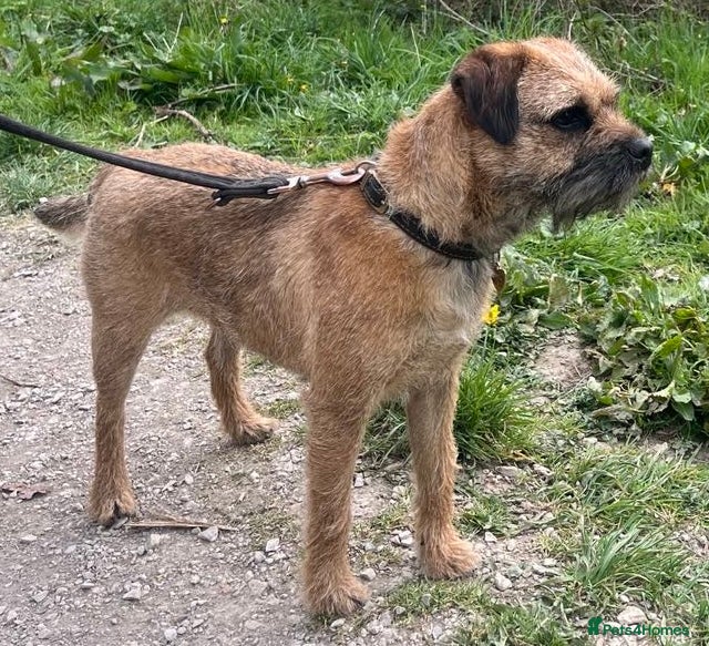 Border Terrier dogs KC Registered Border Terrier puppy  - Advert 6