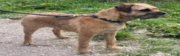 Border Terrier dogs for sale: KC Registered Border Terrier puppy  in Ashbourne - Advert 1