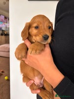 Golden Retriever dogs - Advert 2