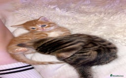 Mixed Breed cats for sale: 2 male Bengal mix kittens (ginger, black/grey) - Advert 7