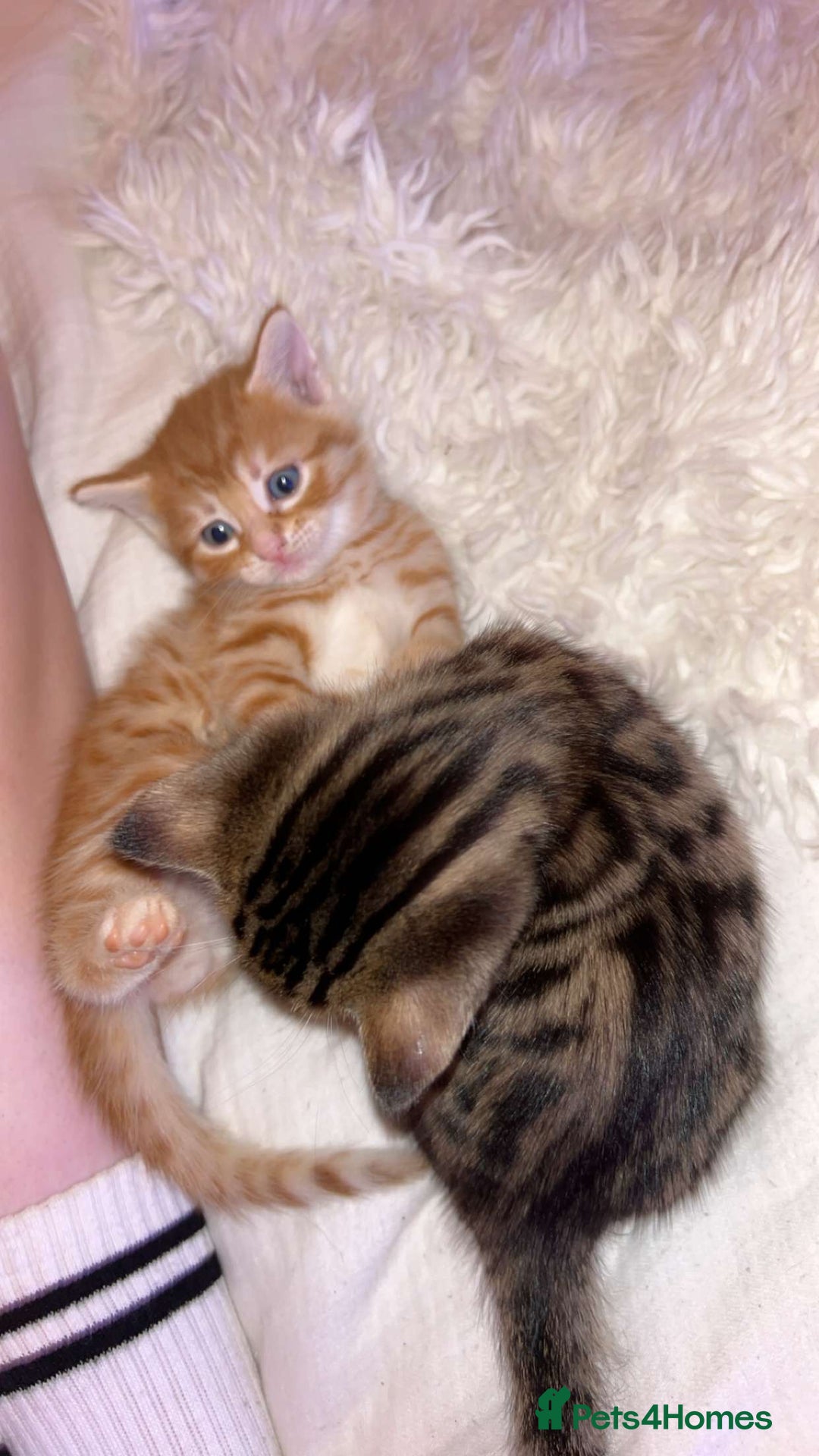 Mixed Breed cats for sale: 2 male Bengal mix kittens (ginger, black/grey) - Advert 7